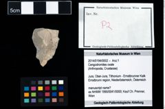 Foto (Objekt + Etikett) von Cengodromites ovale  (NHMW-GEO-2014-0194-0002)